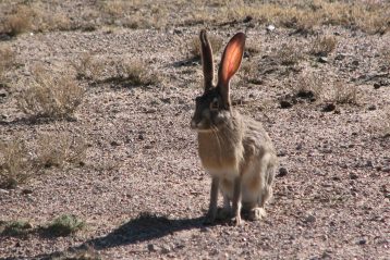 hare in road