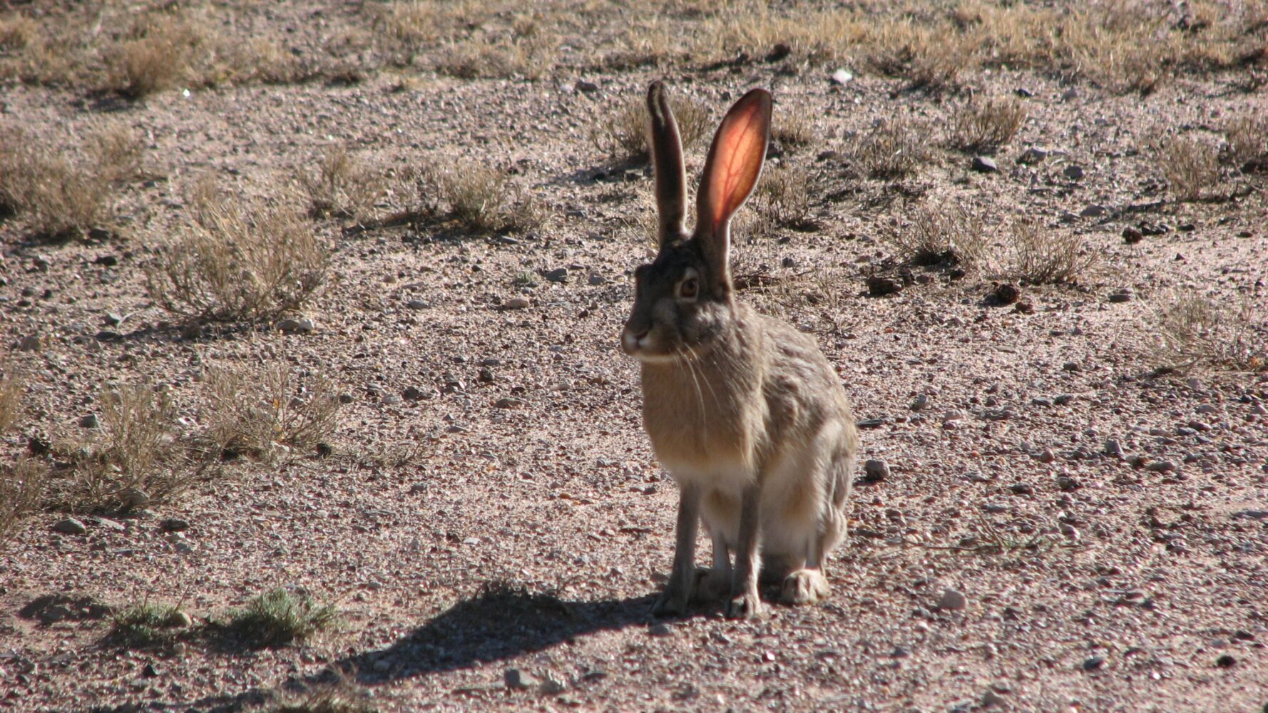 hare in road