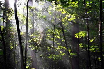 photo of light in trees