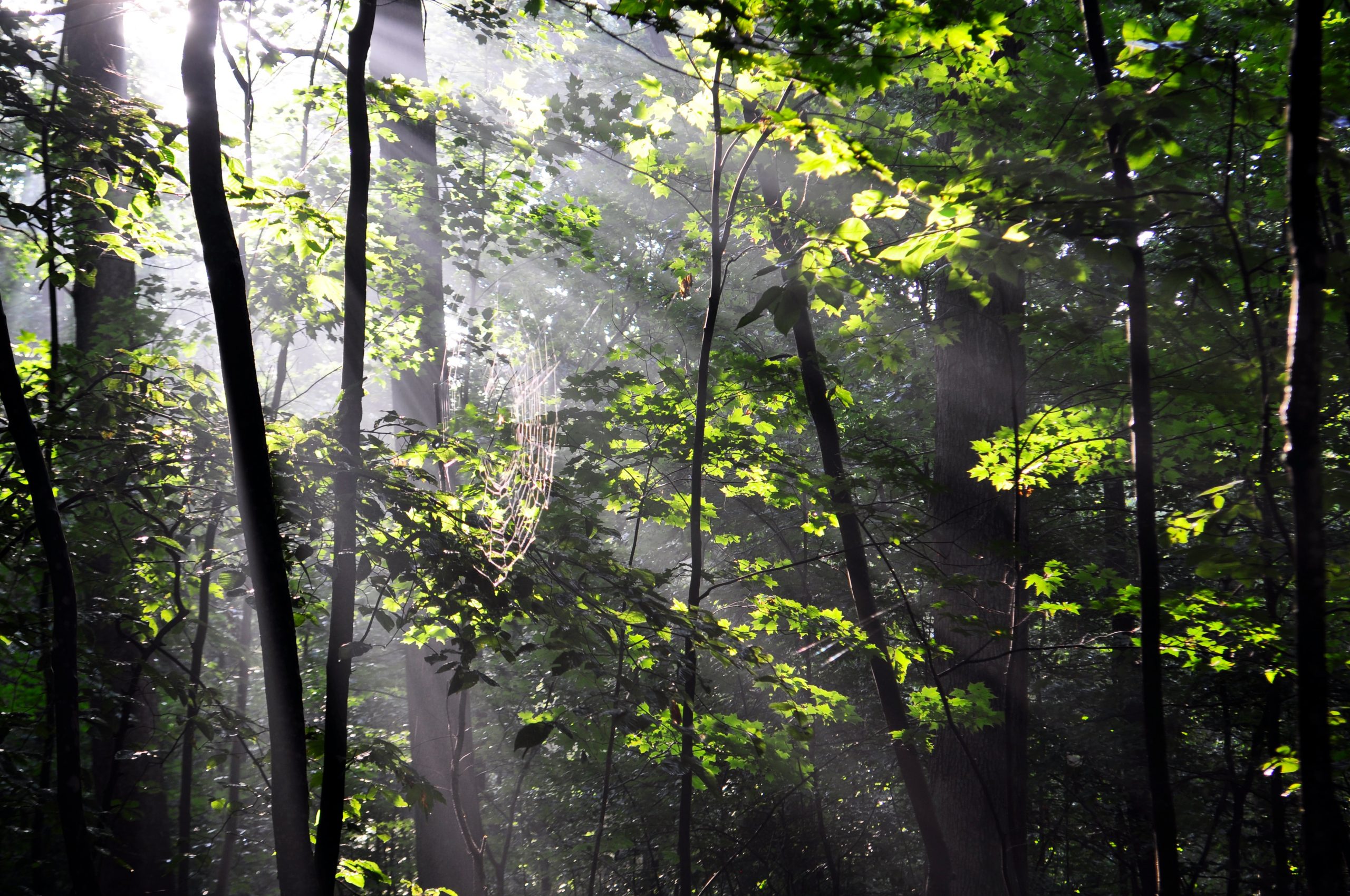 photo of light in trees