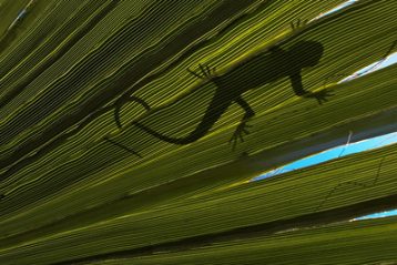 lizard on leaf