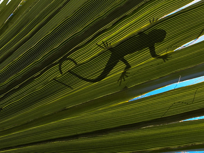 lizard on leaf