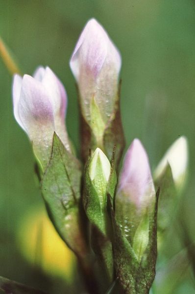 green flower