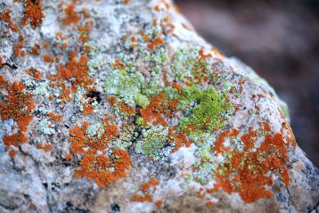 lichen on rock