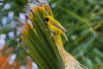 Palm tree with a bird in it