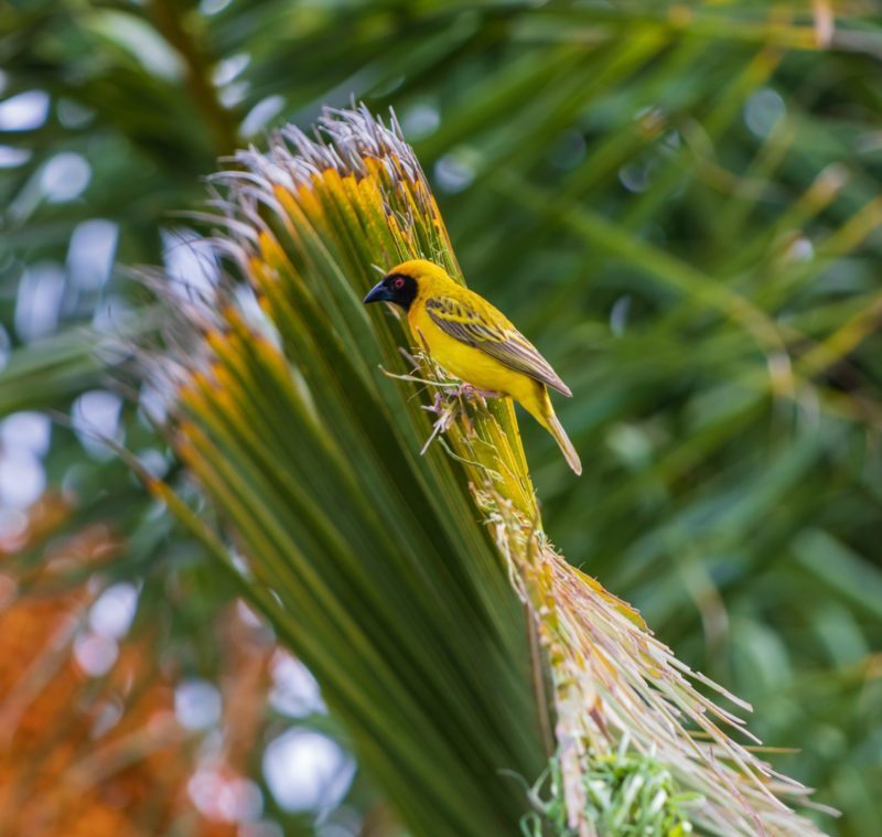 Palm tree with a bird in it