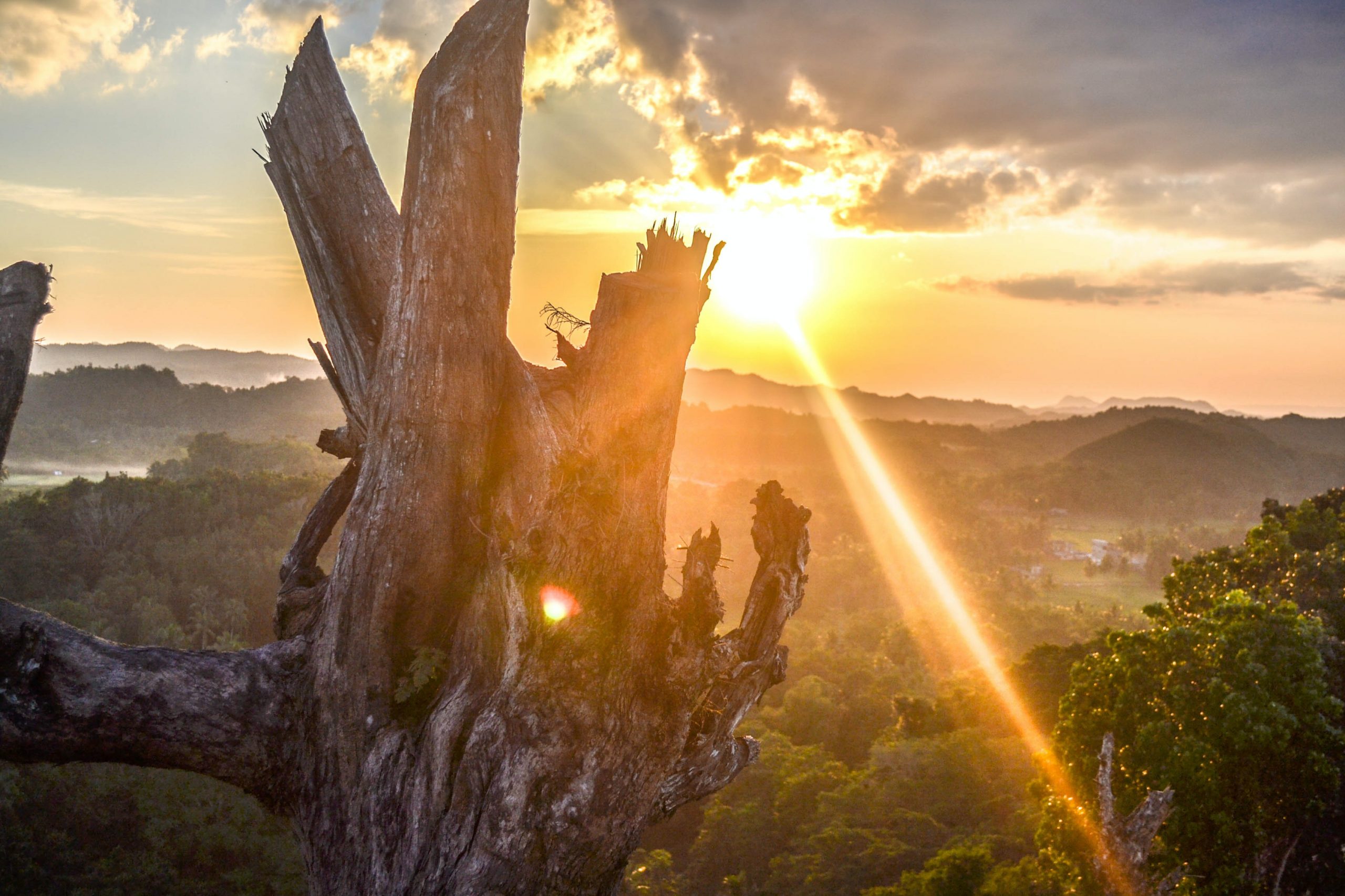 image of dying tree