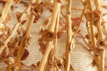 Date palm twigs