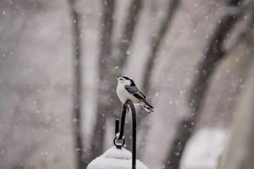 white and black bird on black stand