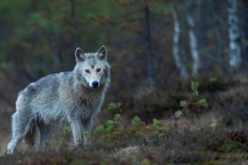 gray wolf on brown grass