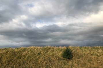 field under cloudy sky