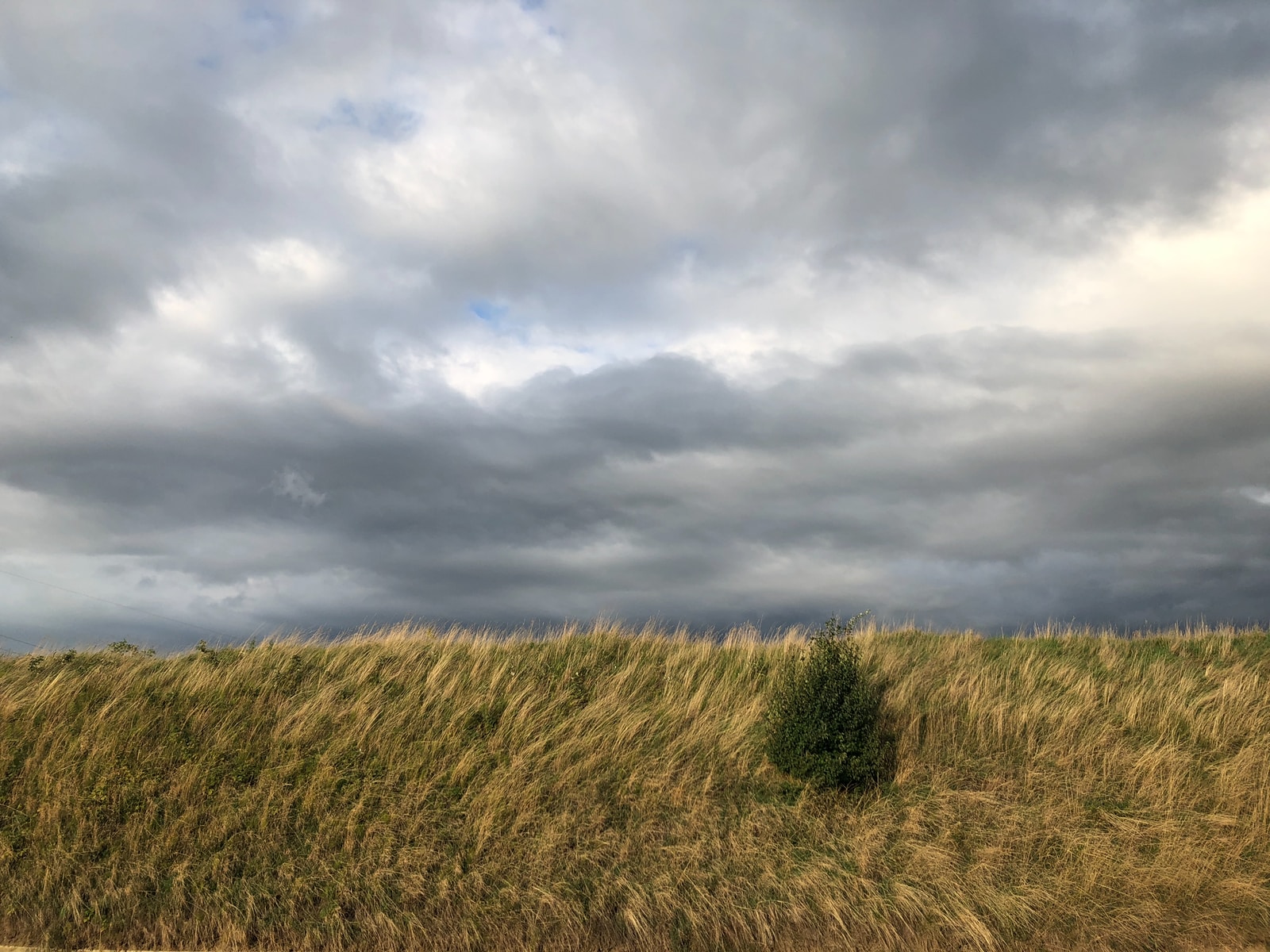 field under cloudy sky