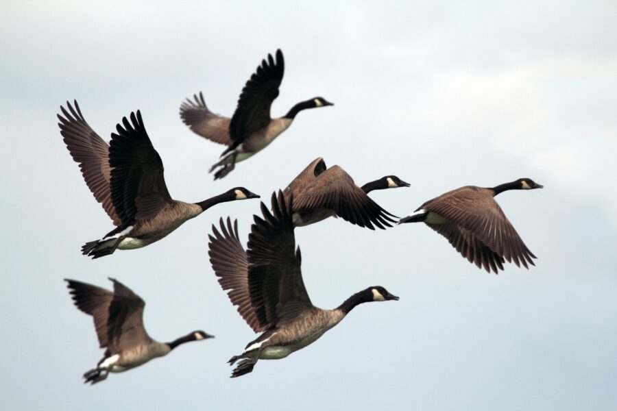 wild geese