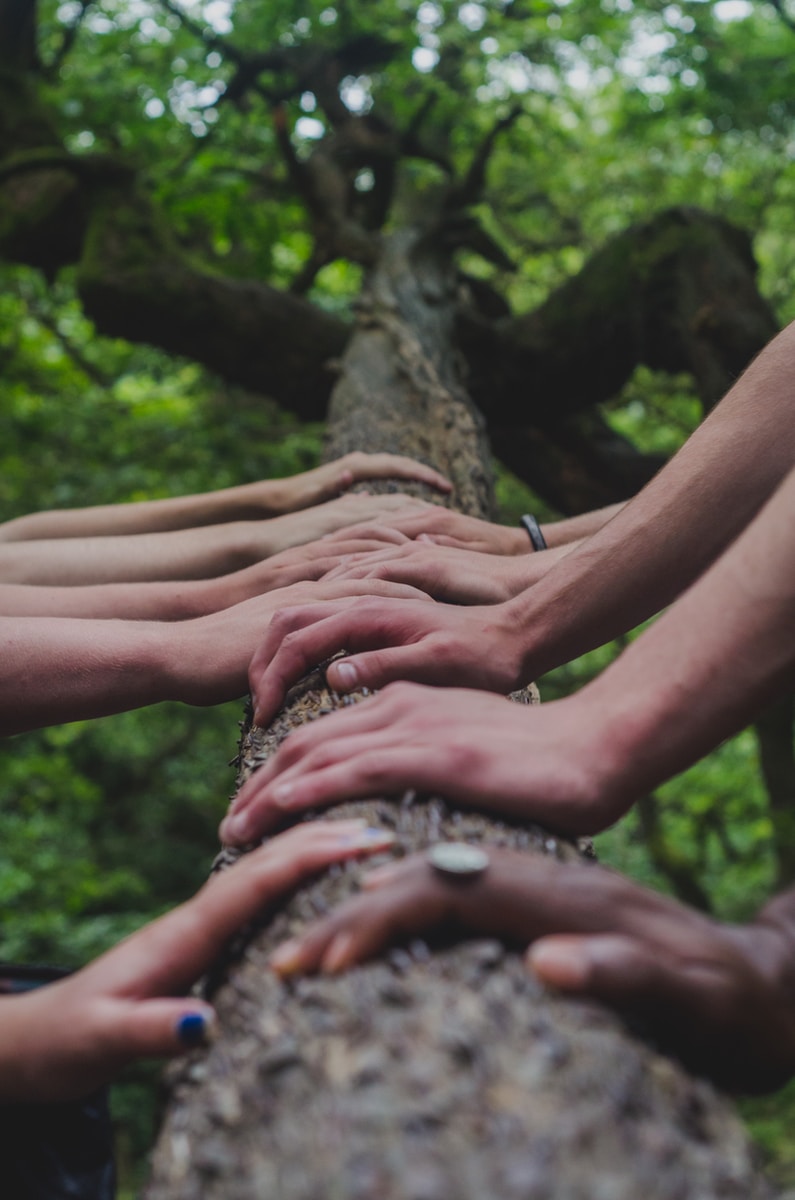 people touching tree