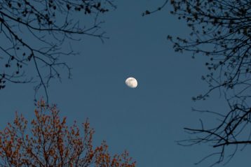 bare tree under full moon