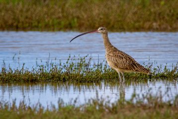 curlew