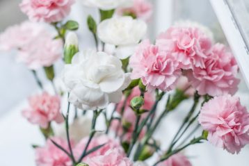 pink and white carnations