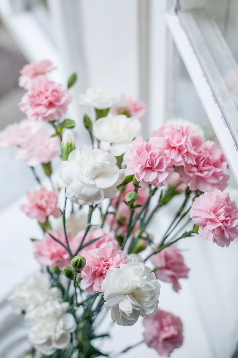 pink and white carnations