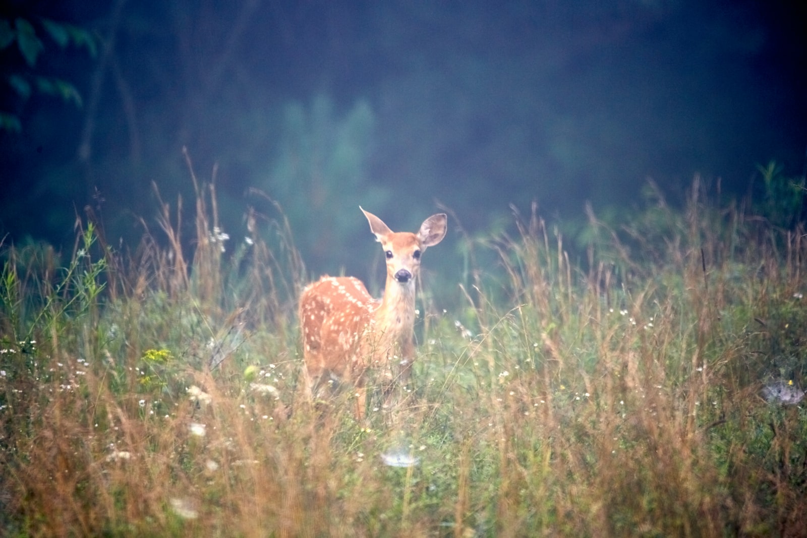 brown deer on grass