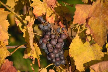 purple grapes in autumn leaves