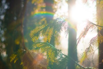 green tree with water droplets