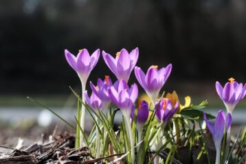 purple crocus flowers in bloom during daytime