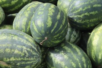 green and yellow watermelon fruit