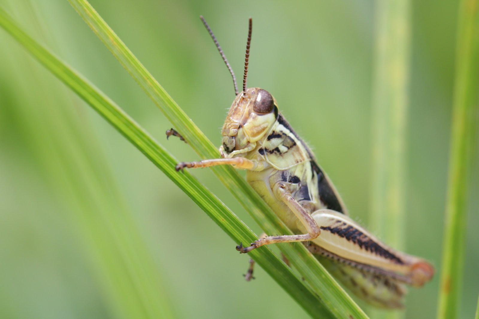 green grasshopper perched on green leaf in close up photography during daytime