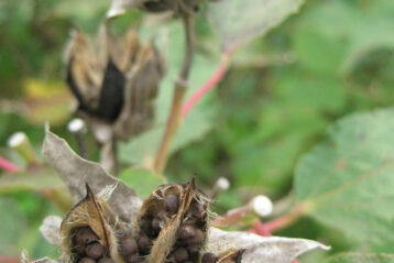 seed pod opening