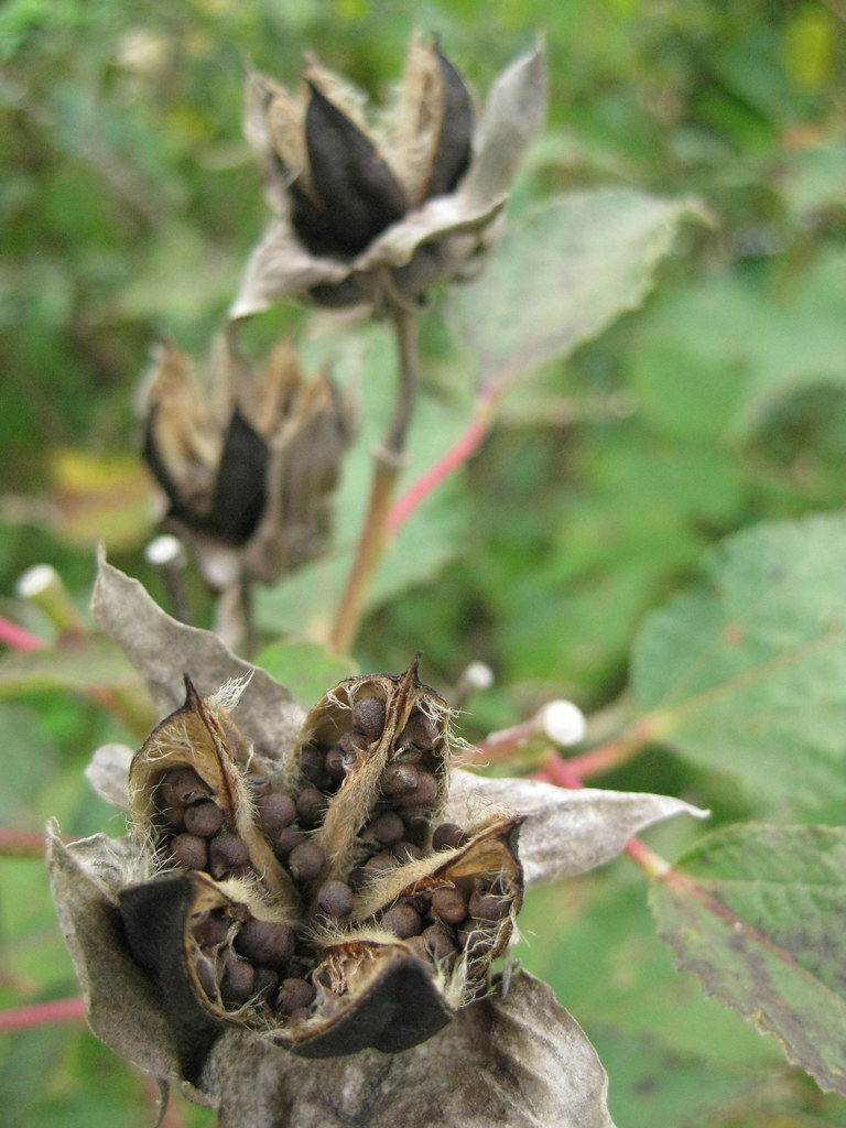 seed pod opening