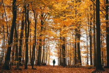 persons standing near trees