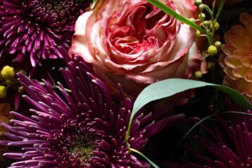 pink and white flower with green leaves