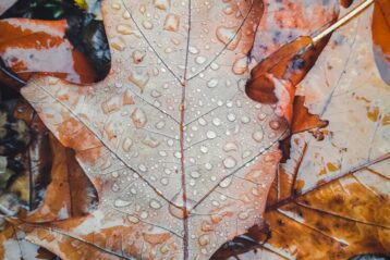 brown maple leaf on brown dried leaves