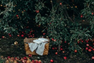 photo of basket near fruits and tree