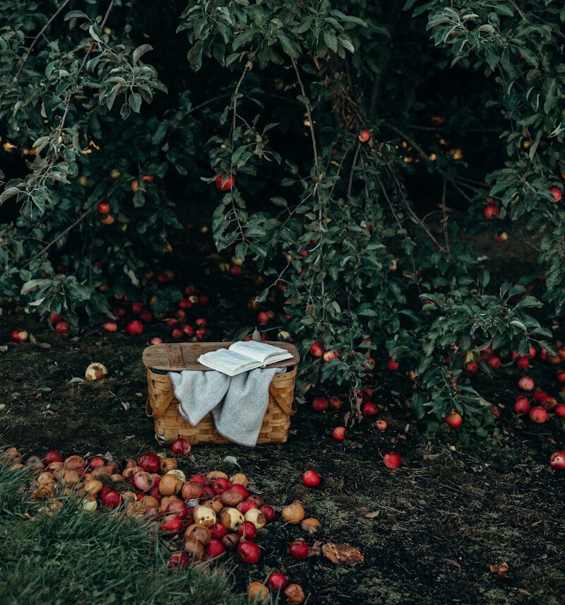 photo of basket near fruits and tree