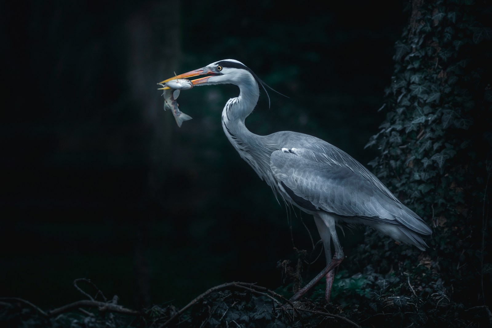 great blue herron biting fish close-up photography