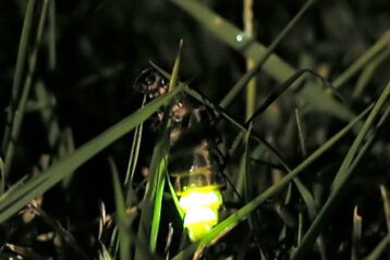 glow worm in grass