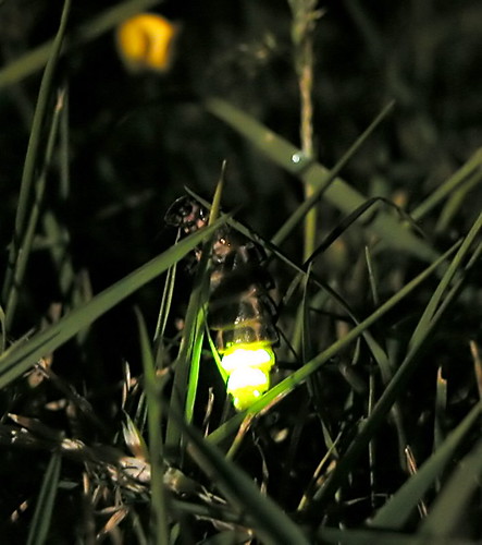 glow worm in grass