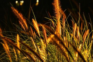 a close up of some grass with a light in the background